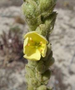 Fotografia da espécie Verbascum litigiosum