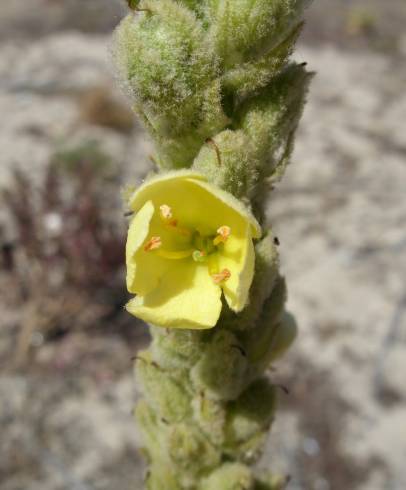 Fotografia de capa Verbascum litigiosum - do Jardim Botânico