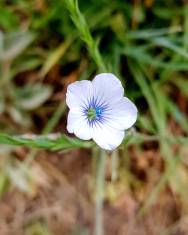 Fotografia da espécie Linum bienne