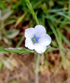 Fotografia da espécie Linum bienne