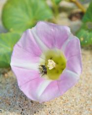 Fotografia da espécie Calystegia soldanella