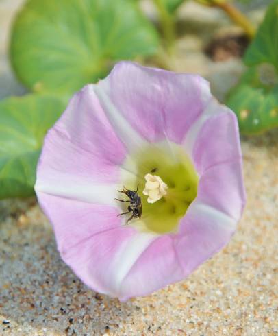 Fotografia de capa Calystegia soldanella - do Jardim Botânico