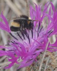 Fotografia da espécie Centaurea sphaerocephala