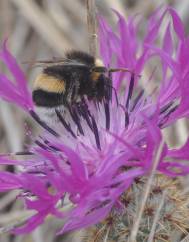 Centaurea sphaerocephala