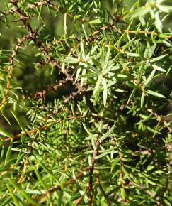 Fotografia da espécie Juniperus navicularis