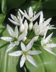 Allium ursinum subesp. ursinum