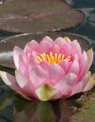 Nymphaea alba