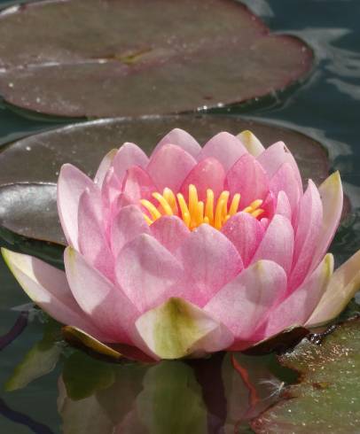 Fotografia de capa Nymphaea alba - do Jardim Botânico