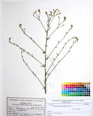 Fotografia da espécie Centaurea aristata subesp. aristata