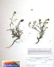 Fotografia da espécie Centaurea aspera subesp. aspera