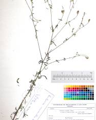 Fotografia da espécie Centaurea coutinhoi
