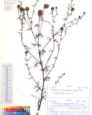 Fotografia da espécie Centaurea melanosticta