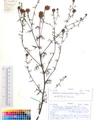 Centaurea melanosticta