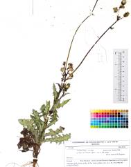 Sonchus asper subesp. glaucescens