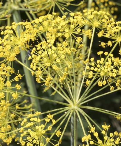 Fotografia de capa Thapsia villosa var. dissecta - do Jardim Botânico