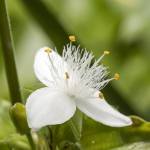 Fotografia 1 da espécie Tradescantia fluminensis do Jardim Botânico UTAD