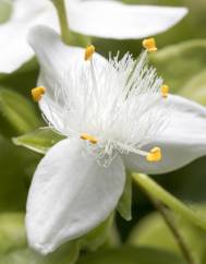 Tradescantia fluminensis