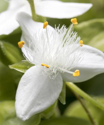 Fotografia de capa Tradescantia fluminensis - do Jardim Botânico