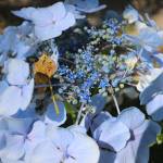 Fotografia 3 da espécie Hydrangea macrophylla do Jardim Botânico UTAD