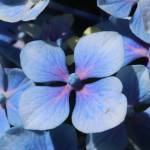 Fotografia 7 da espécie Hydrangea macrophylla do Jardim Botânico UTAD