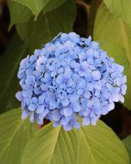 Fotografia da espécie Hydrangea macrophylla