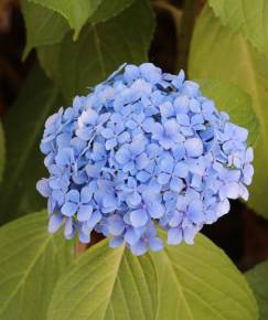 Fotografia da espécie Hydrangea macrophylla