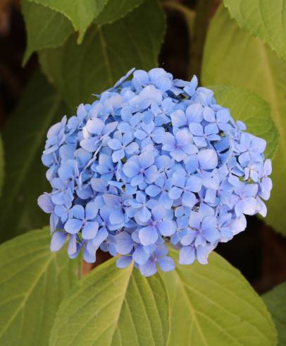 Fotografia de capa Hydrangea macrophylla - do Jardim Botânico