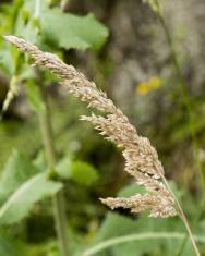 Fotografia da espécie Holcus lanatus