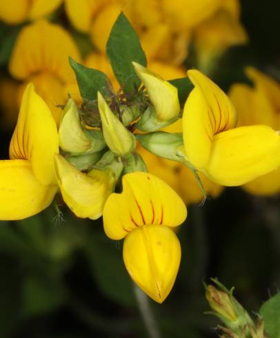 Fotografia de capa Lotus pedunculatus - do Jardim Botânico