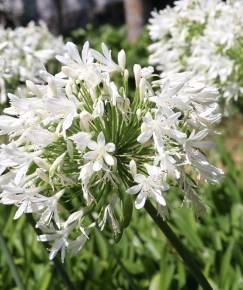 Fotografia da espécie Agapanthus africanus