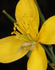 Chelidonium majus