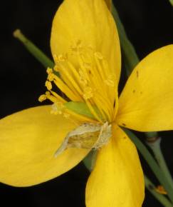 Fotografia da espécie Chelidonium majus