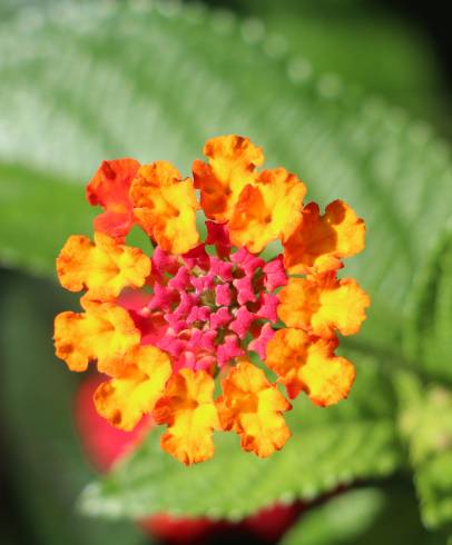 Fotografia de capa Lantana camara - do Jardim Botânico