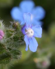 Fotografia da espécie Pentaglottis sempervirens