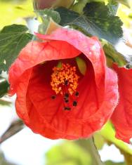 Fotografia da espécie Abutilon x hybridum