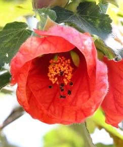 Fotografia da espécie Abutilon x hybridum