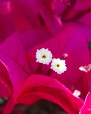 Fotografia da espécie Bougainvillea spectabilis