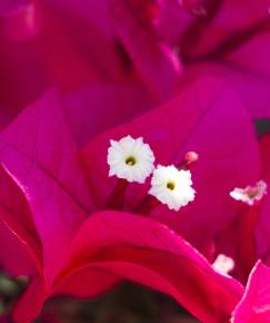 Fotografia da espécie Bougainvillea spectabilis