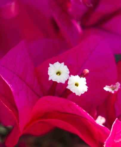 Fotografia de capa Bougainvillea spectabilis - do Jardim Botânico