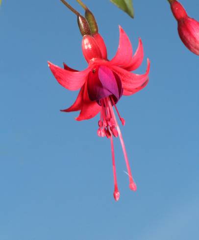 Fotografia de capa Fuchsia magellanica - do Jardim Botânico