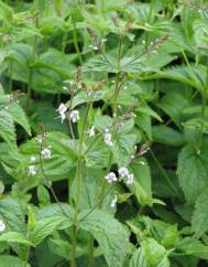 Veronica urticifolia