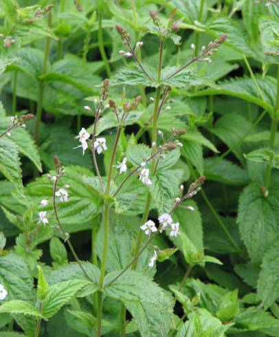 Fotografia de capa Veronica urticifolia - do Jardim Botânico