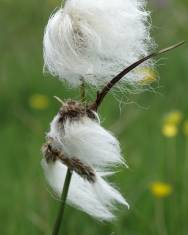 Fotografia da espécie Eriophorum angustifolium