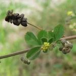 Fotografia 5 da espécie Medicago lupulina do Jardim Botânico UTAD