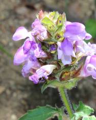 Fotografia da espécie Prunella grandiflora subesp. pyrenaica