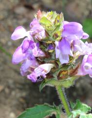 Prunella grandiflora subesp. pyrenaica