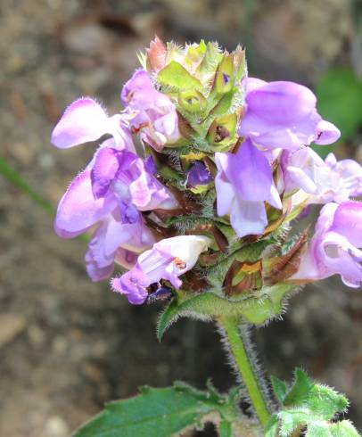 Fotografia de capa Prunella grandiflora subesp. pyrenaica - do Jardim Botânico