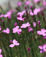 Fotografia da espécie Dianthus pungens subesp. brachyanthus