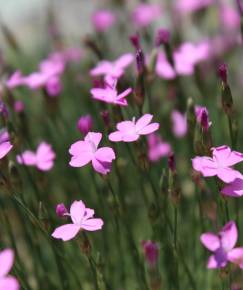 Fotografia da espécie Dianthus pungens