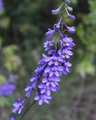 Fotografia da espécie Delphinium bolosii